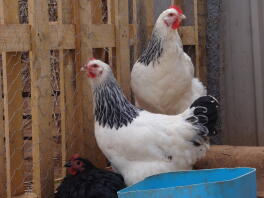 Omelette and Marshmallow the Light Sussex hens