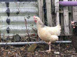 a white chicken stood on one leg in a garden