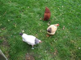 Our chicken in the garden.
