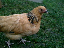 Sussex Bantam Chicken