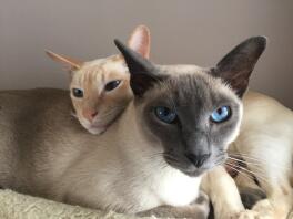 Tonkinese Cats