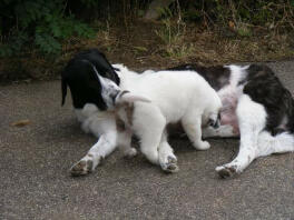 Turkish Kangal large dog with a puppy feeding from her