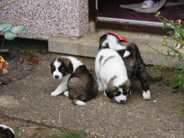 Turkish Kangal Dogs