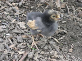 9 day old vorweck chick.