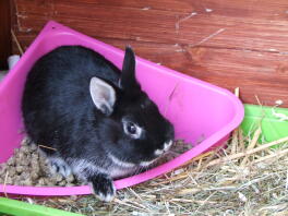 a black and white bunny rabbit sat in its food bowl