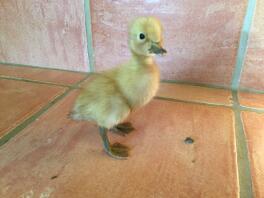 Day old drake duckling