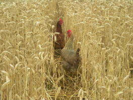 Having fun in the corn!