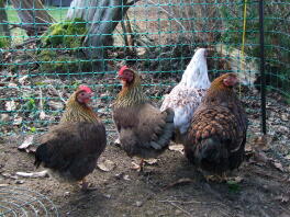 four brown and white chickens stood in a garden