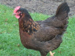 A welsummer chicken walking on grass