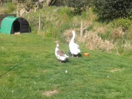 Two West of England Geese in a garden.