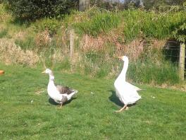 Two West of England Geese in a garden.