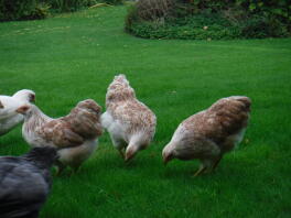 Some buff wyandotte chickens.