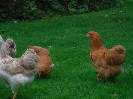 Some buff wyandotte chickens.