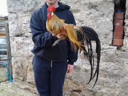 A human holding a yokohama chicken