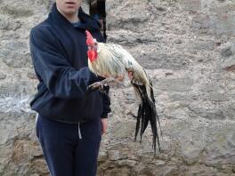 A human holding on a yakohama chicken