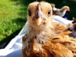 small orange chicken in a sunny garden