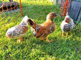 three small speckeled chickens in a garden