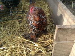 A chicken standing on some hay