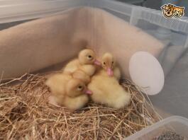 Four ducks standing together on some hay