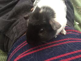 Guinea Pig