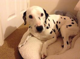 My dalmatian purdy