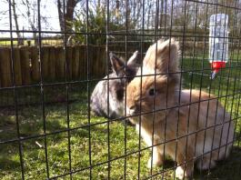 A dwark lop rabbit - lion head.