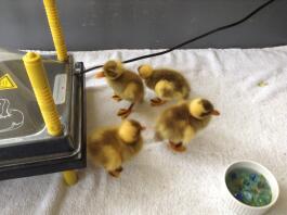 Fawn and white ducklings