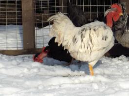 A naked neck chicken walking in the snow.