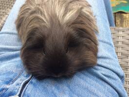 Guinea Pig on lap