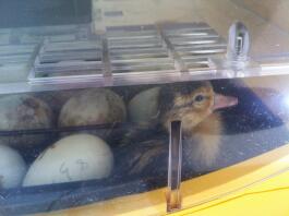 a newly hatched duckling in an incubator with other eggs