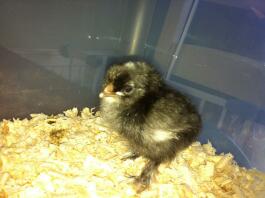 A sultan chick.