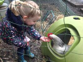 a young girl feeding a black and white chicken from inside the eglu classic chicken coop