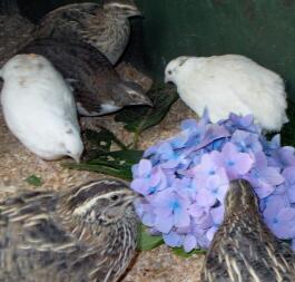 Quails enjoying their brooder.