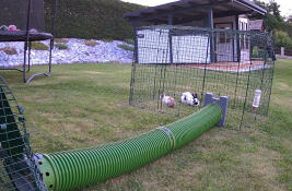 Rabbit grazing in the grass of their Zippi double height run.
