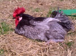 Andy our andalusian cockerel