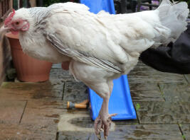 Rosecomb Bantam Chicken