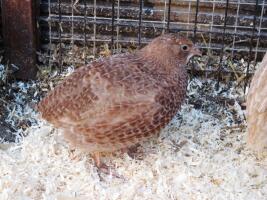 Japanese Quail looking out of run