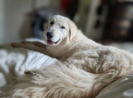A Pyrenean Mountain Dog lying down,