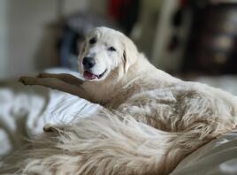 A Pyrenean Mountain Dog lying down,