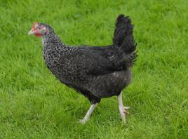 A speckledy pullet walking in a garden.