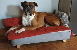 A dog lying in the medium Topology dog bed with a blanket on top.