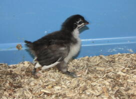 Norfolk gray chick