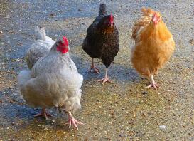 Three chickens walking on a beach.