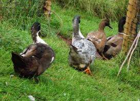 Four swedish ducks walking in single line across some grass