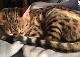 Bengal kitten ... sunshimmer honey's girl