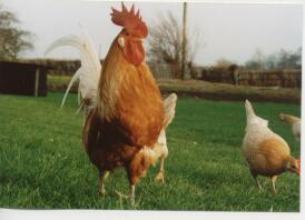 A flock of pretty fresian chickens.