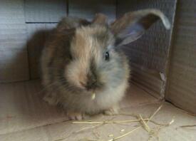 a brown harliquin rabbit sat in a box