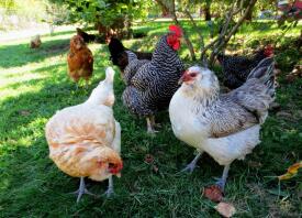 a group of chickens on a garden lawn