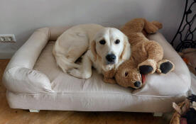 A dog resting in the bolster dog bed.