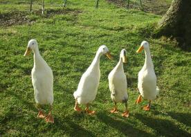 A row of indian runner ducks.